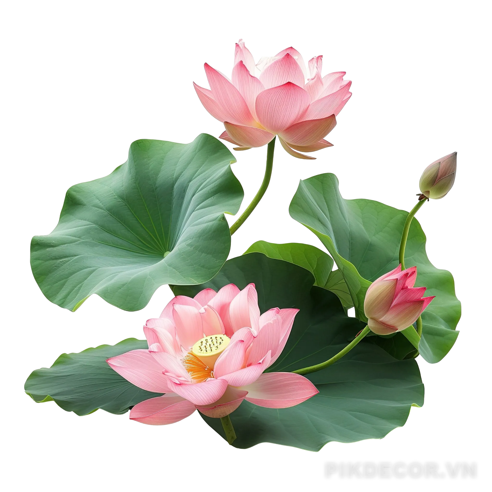 Hoa Sen – Lotus Vector, Png 126