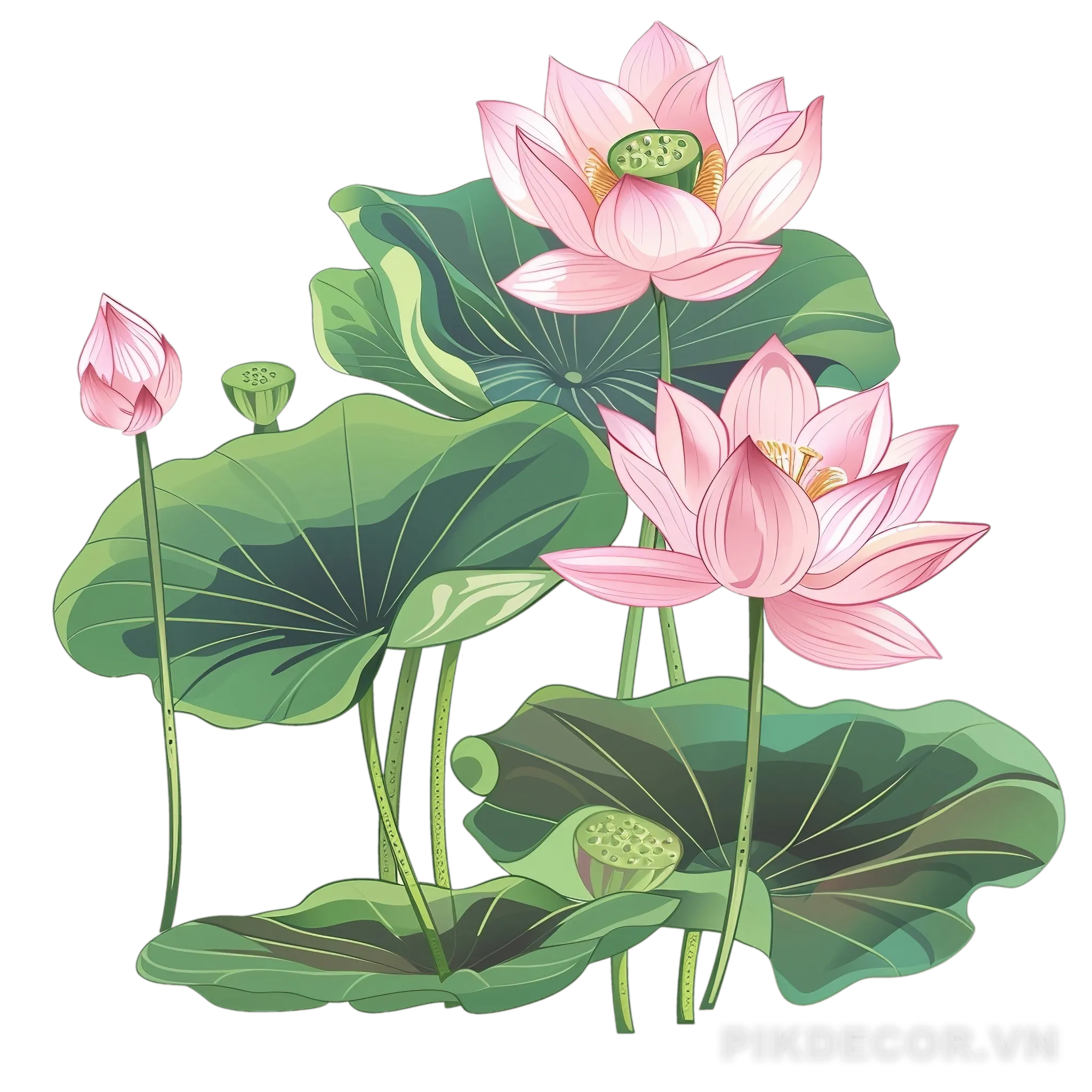 Hoa Sen – Lotus Vector, Png 190