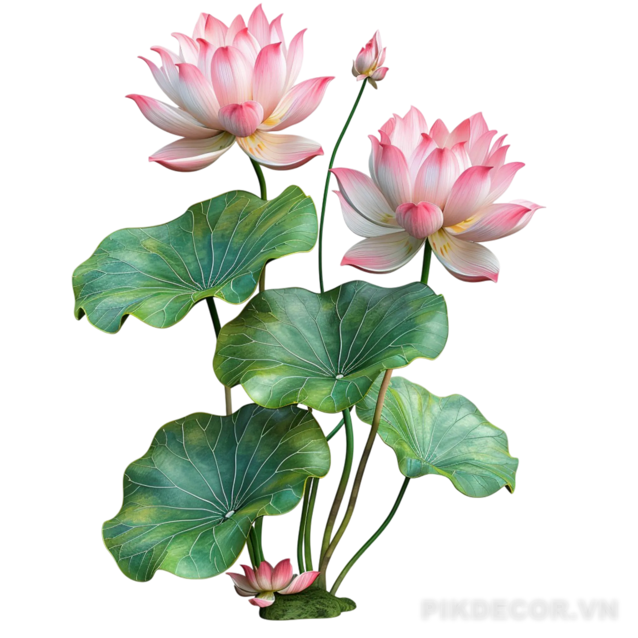 Hoa Sen – Lotus Vector, Png 291