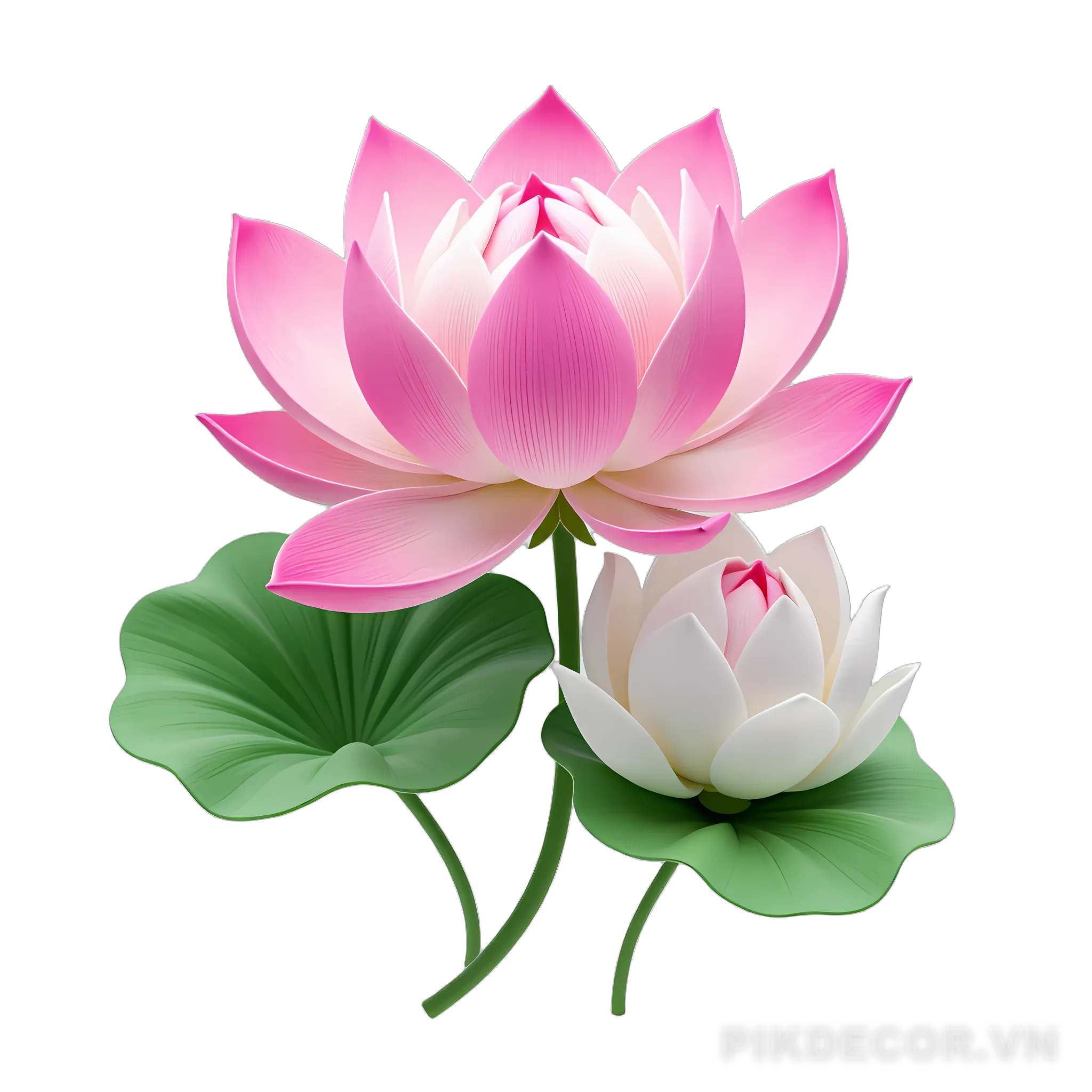 Hoa Sen – Lotus Vector, Png 721