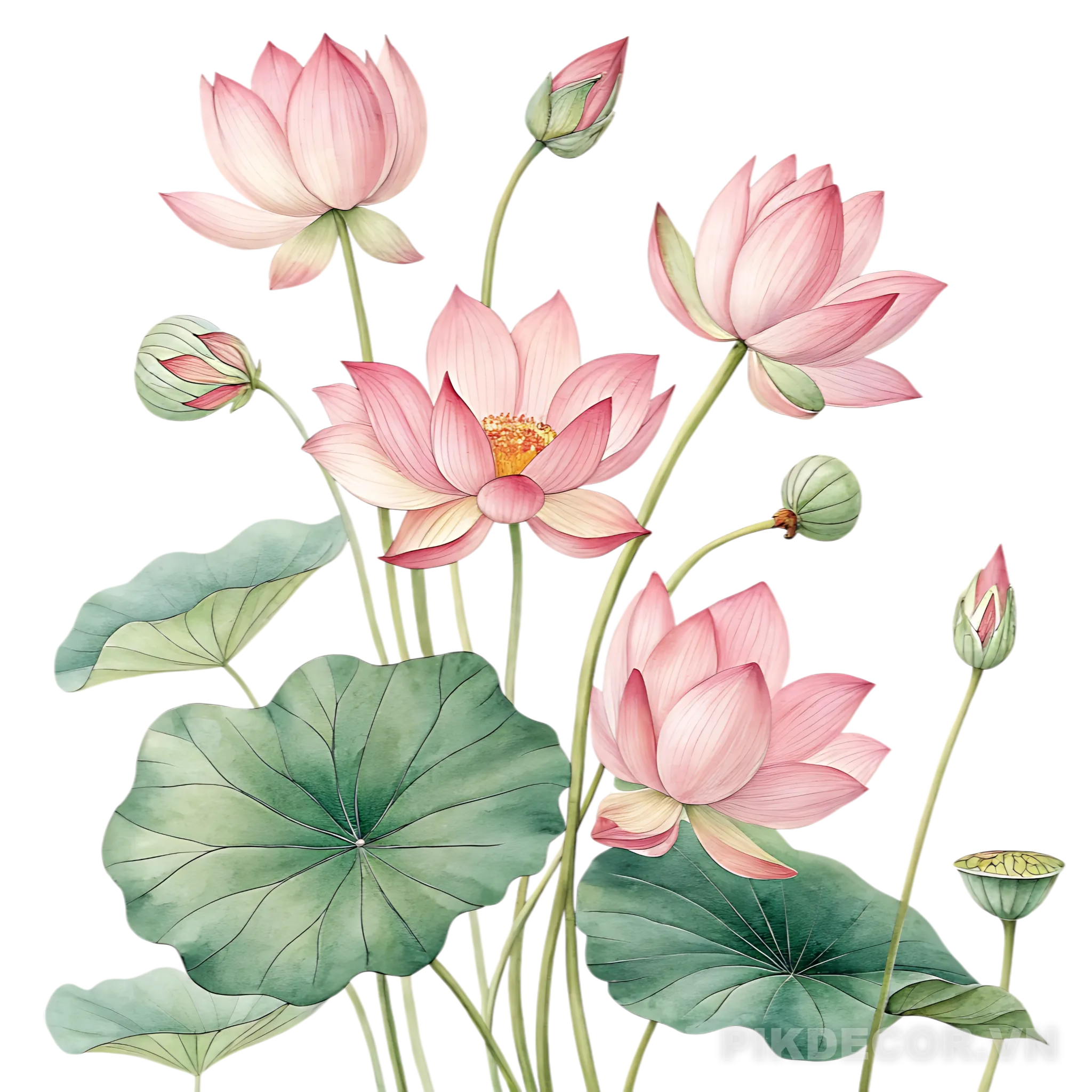 Hoa Sen – Lotus Vector, Png 789